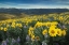 Picture of METHOW VALLEY WILDFLOWERS IV