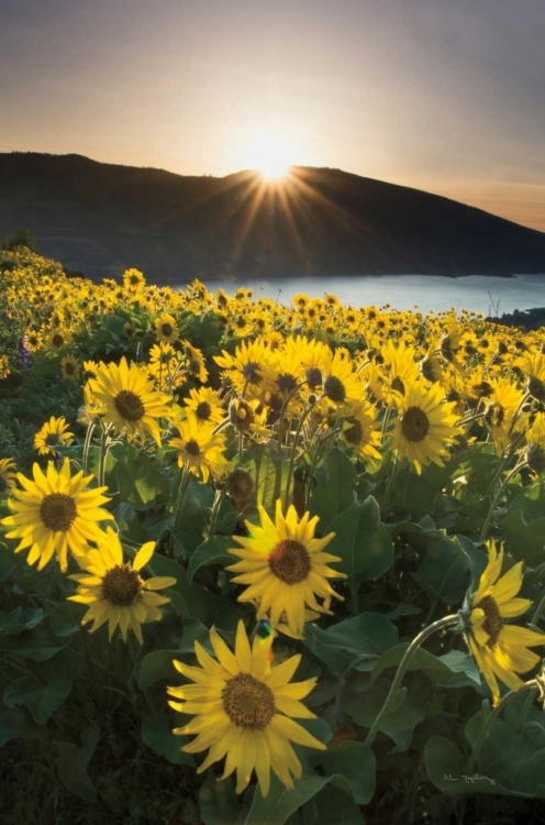 Picture of COLUMBIA RIVER GORGE SUNRISE