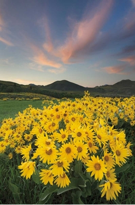 Picture of METHOW VALLEY WILDFLOWERS I