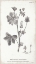 Picture of CONVERSATIONS ON BOTANY VII