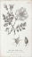 Picture of CONVERSATIONS ON BOTANY IV