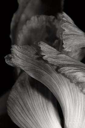 Picture of IRIS ABSTRACT I