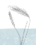 Picture of WHEAT