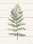 Picture of FERN PRINT II