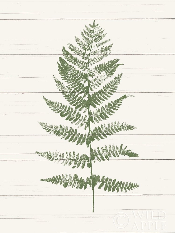 Picture of FERN PRINT II