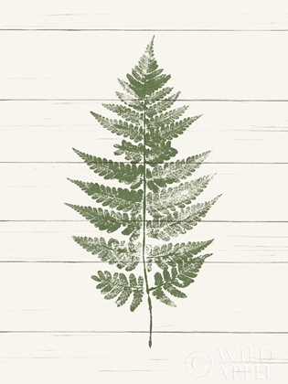 Picture of FERN PRINT I