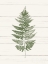 Picture of FERN PRINT I