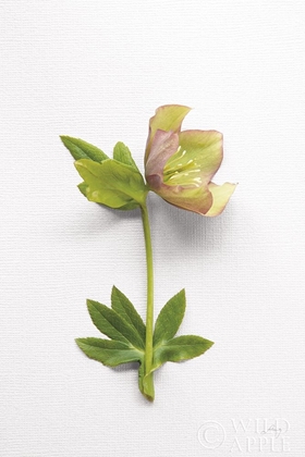 Picture of HELLEBORE STUDY III