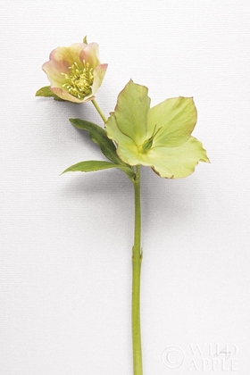 Picture of HELLEBORE STUDY II