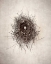 Picture of NEST I