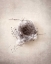Picture of NEST III
