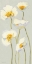 Picture of WHITE ON WHITE POPPIES PANEL II