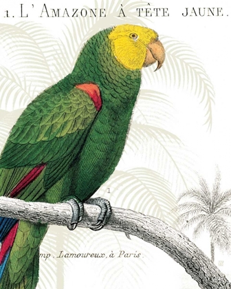 Picture of PARROT BOTANIQUE I