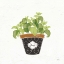 Picture of FINE HERBS VIII