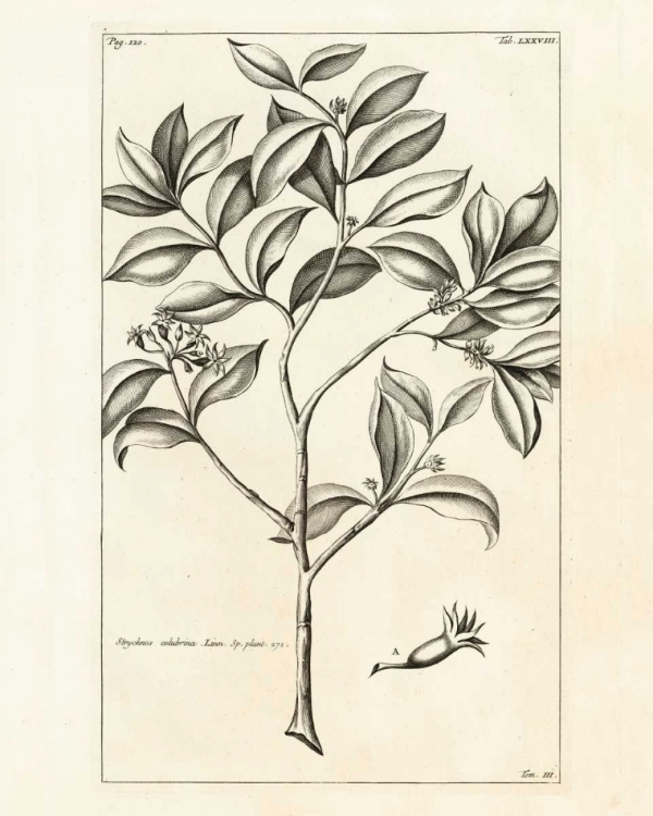 Picture of TROPICAL LEAF STUDY I