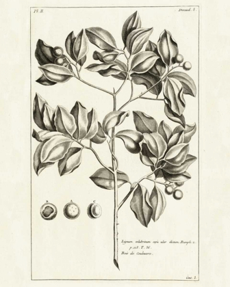Picture of TROPICAL LEAF STUDY II