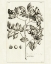 Picture of TROPICAL LEAF STUDY II