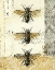 Picture of GOLDEN BEES N BUTTERFLIES NO 1