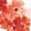 Picture of SEASHELL COSMOS II RED AND ORANGE