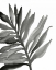 Picture of TROPICAL PALM III BW