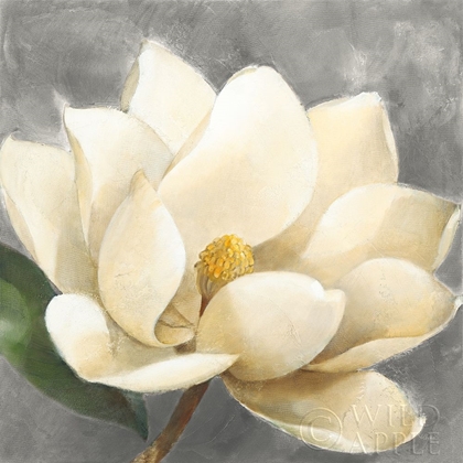Picture of MAGNOLIA BLOSSOM ON GRAY