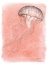 Picture of COASTAL SEA LIFE IV