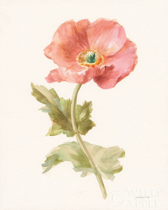 Picture of GARDEN POPPY