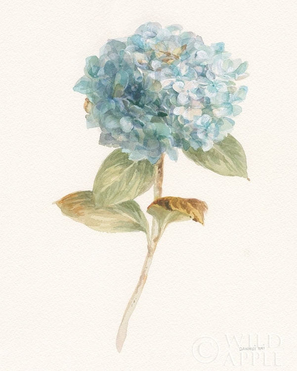 Picture of GARDEN HYDRANGEA