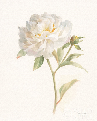 Picture of GARDEN PEONY