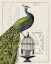 Picture of PEACOCK BIRDCAGE I