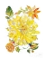 Picture of DAHLIA DELIGHT OF THE DAY III