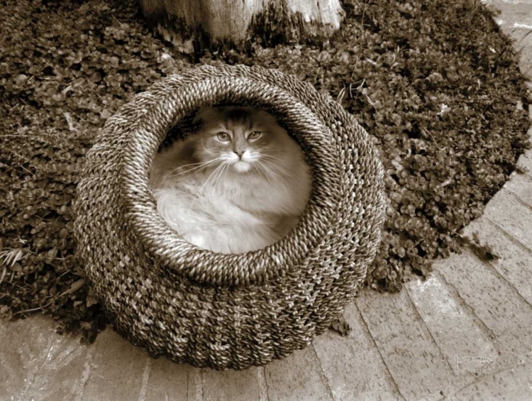 Picture of CAT IN A BASKET