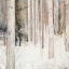 Picture of WARM WINTER LIGHT II
