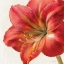 Picture of VIVID AMARYLLIS