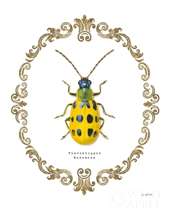 Picture of ADORNING COLEOPTERA VII