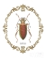 Picture of ADORNING COLEOPTERA VI