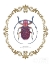 Picture of ADORNING COLEOPTERA II