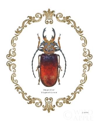 Picture of ADORNING COLEOPTERA I