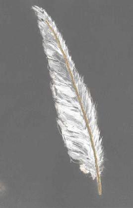 Picture of GOLD FEATHERS VI ON GREY