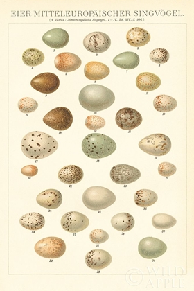 Picture of SONGBIRD EGG CHART