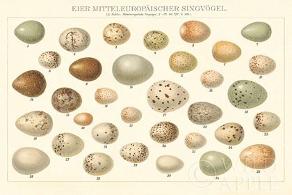 Picture of SONG BIRD EGG CHART V2