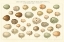 Picture of SONG BIRD EGG CHART V2