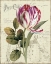 Picture of GARDEN VIEW II - TULIP