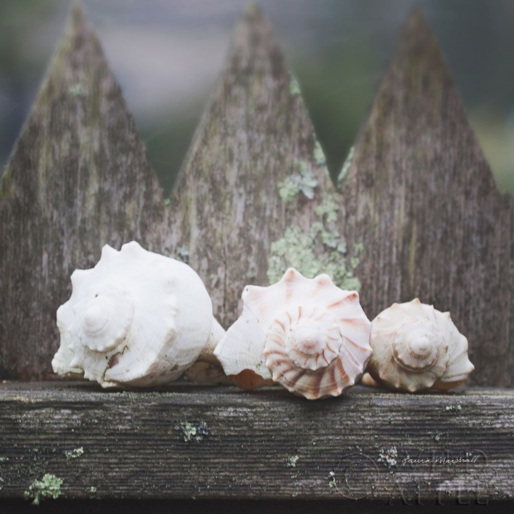 Picture of BEACH TREASURES