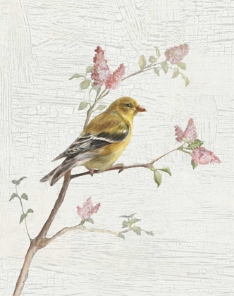 Picture of FEMALE GOLDFINCH VINTAGE V2