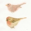 Picture of WATERCOLOR BIRDS II SQ
