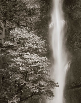 Picture of MULTNOMAH FALLS