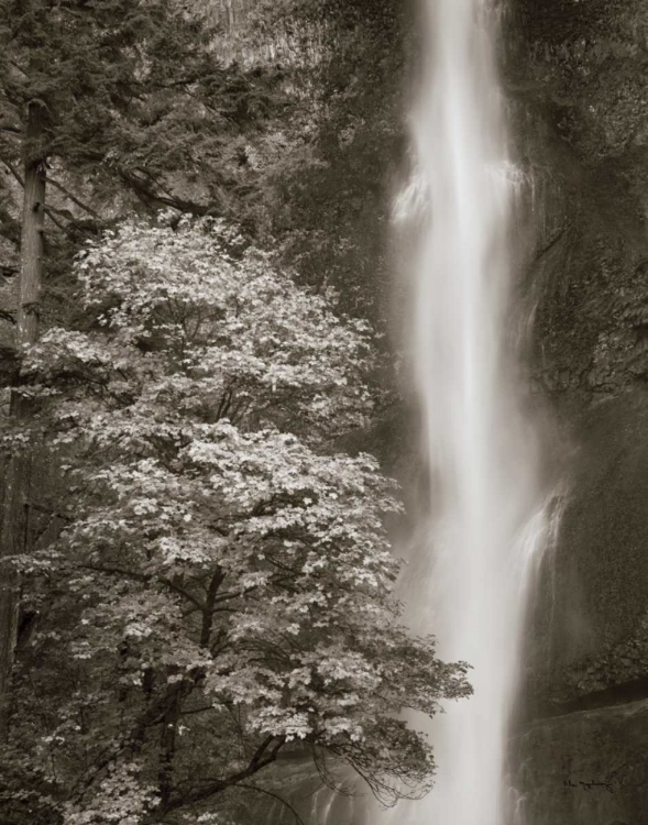 Picture of MULTNOMAH FALLS