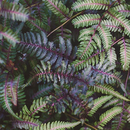Picture of FUNKY FERNS V