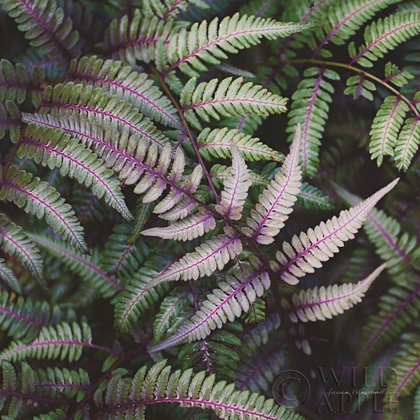 Picture of FUNKY FERNS VI
